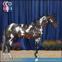 Horse Color:White Spotted Brown 