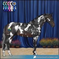 Horse Color:White Spotted Brown 
