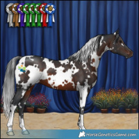 Horse Color:White Spotted Brown 
