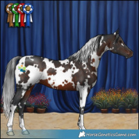 Horse Color:White Spotted Brown 
