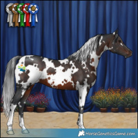 Horse Color:White Spotted Brown 