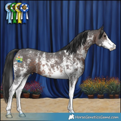 Horse Color:Brown Sabino 