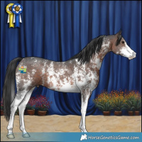 Horse Color:Brown Sabino 