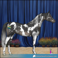 Horse Color:White Spotted Black