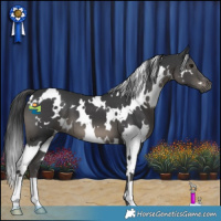 Horse Color:White Spotted Black
