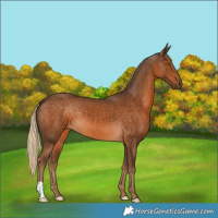 Horse Color:Chocolate Palomino 
