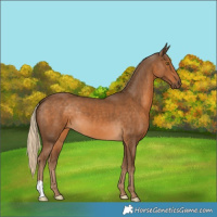 Horse Color:Chocolate Palomino