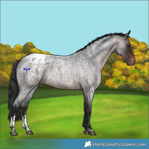 Horse Color:Brown Roan Tobiano Blanket 