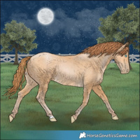 Horse Color:Buckskin Pearl 