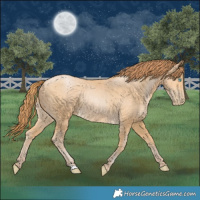 Horse Color:Buckskin Pearl