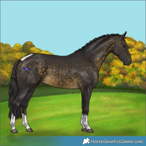 Horse Color:Buckskin Tobiano 