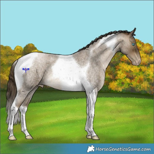 Horse Color:Gray Buckskin Roan Pearl Tobiano 