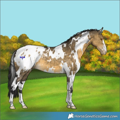 Horse Color:White Spotted Buckskin Dun Blanket 