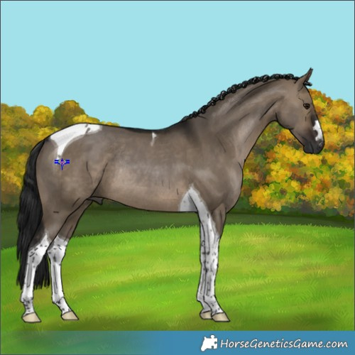 Horse Color:Gray Brown Dun Tobiano Rabicano 