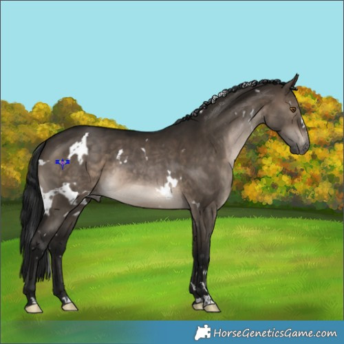 Horse Color:Gray White Spotted Brown Dun Varnish 