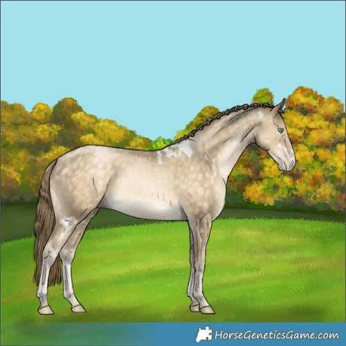 Horse Color:White Spotted Buckskin Pearl 