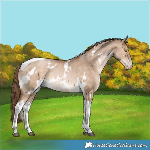 Horse Color:White Spotted Brown Pearl Dun Tobiano Appaloosa Rabicano 