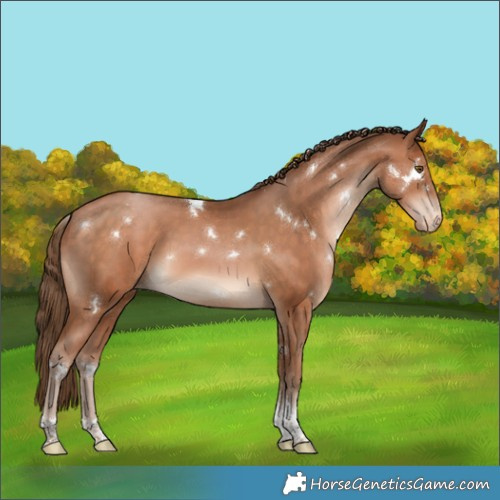 Horse Color:White Spotted Brown Pearl Tobiano Varnish Rabicano 