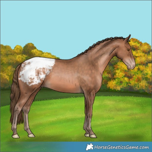 Horse Color:Brown Pearl Appaloosa 
