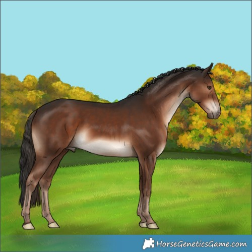 Horse Color:Liver Chestnut Rabicano 