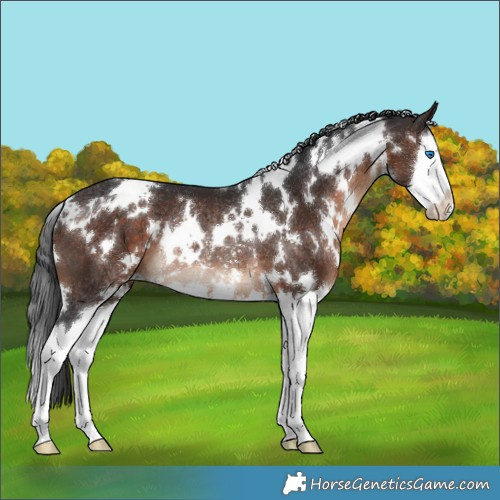 Horse Color:White Spotted Bay Splash Rabicano 