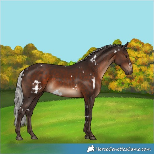 Horse Color:White Spotted Silver Brown Rabicano 
