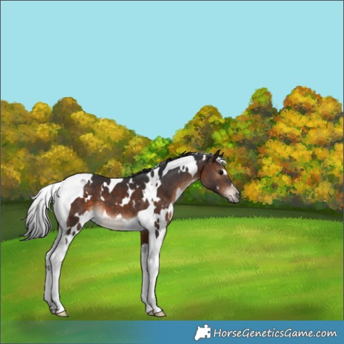 Horse Color:White Spotted Brown Tobiano 