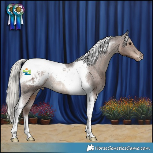 Horse Color:Silver Black Tobiano Appaloosa Rabicano 