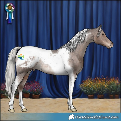 Horse Color:Silver Black Tobiano Appaloosa Rabicano 
