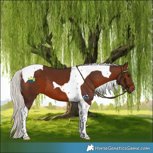 Horse Color:Silver Brown Tobiano 