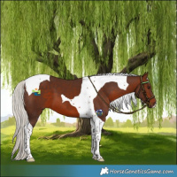Horse Color:Silver Brown Tobiano 