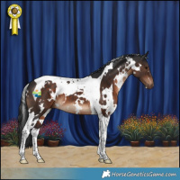 Horse Color:White Spotted Brown Tobiano 