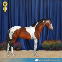 Horse Color:Gray Bay Tobiano 