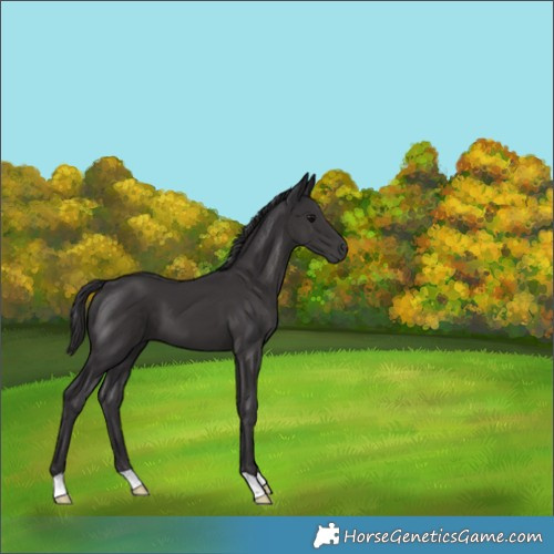 Horse Color:Smoky Black 