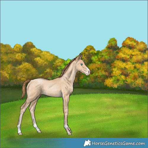 Horse Color:Buckskin Pearl Sabino 