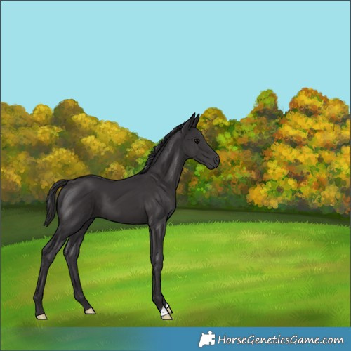 Horse Color:Smoky Black 