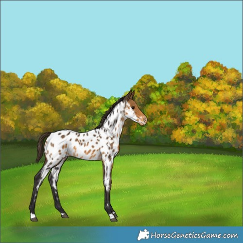 Horse Color:Buckskin Near Leopard Rabicano 