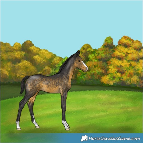 Horse Color:Buckskin 
