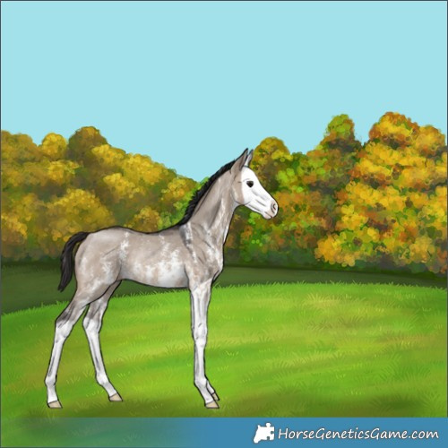 Horse Color:Brown Dun Sabino Splash Rabicano 