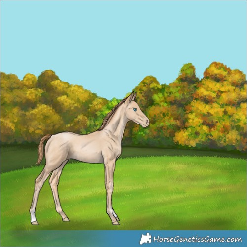 Horse Color:Buckskin Pearl 