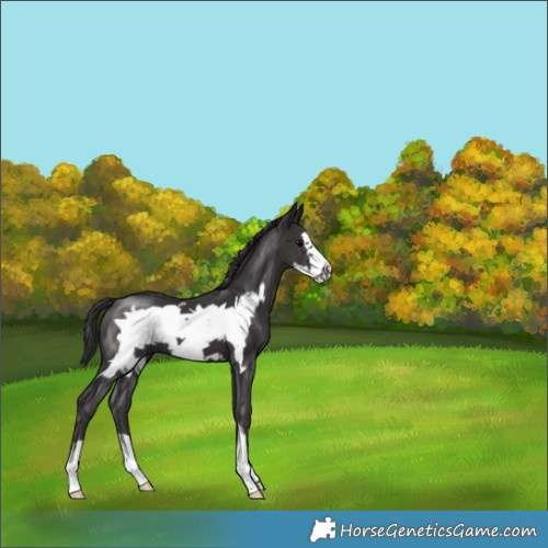 Horse Color:White Spotted Smoky Black Frame 