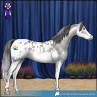 Horse Color:Gray Grullo Splash Appaloosa 
