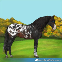 Horse Color:Brown Sabino Splash Appaloosa  and Gray Brown Sabino Splash Appaloosa 