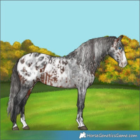 Horse Color:Brown Sabino Splash Appaloosa  and Gray Brown Sabino Splash Appaloosa 