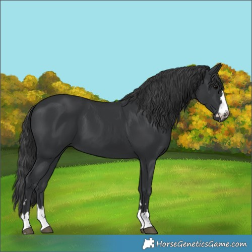 Horse Color:Black 