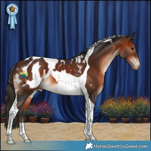 Horse Color:Brown Tobiano Appaloosa 