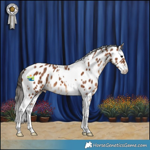 Horse Color:Bay Tobiano Appaloosa 