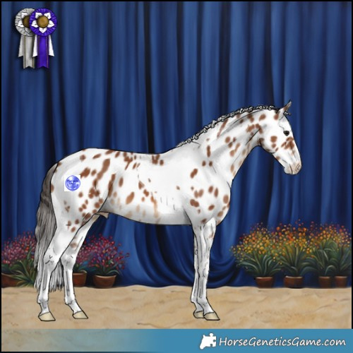 Horse Color:Bay Tobiano Leopard 