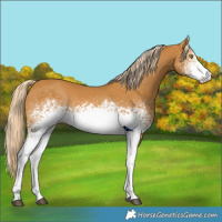 Horse Color:White Spotted Palomino 