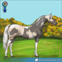 Horse Color:Silver Black Tobiano  and White Spotted Silver Smoky Black Pearl Tobiano 